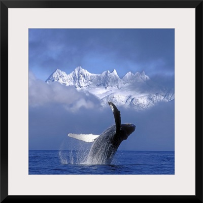 Humpback Whale Breaches in Clearing Fog SE AK Spring w/Mendenhall