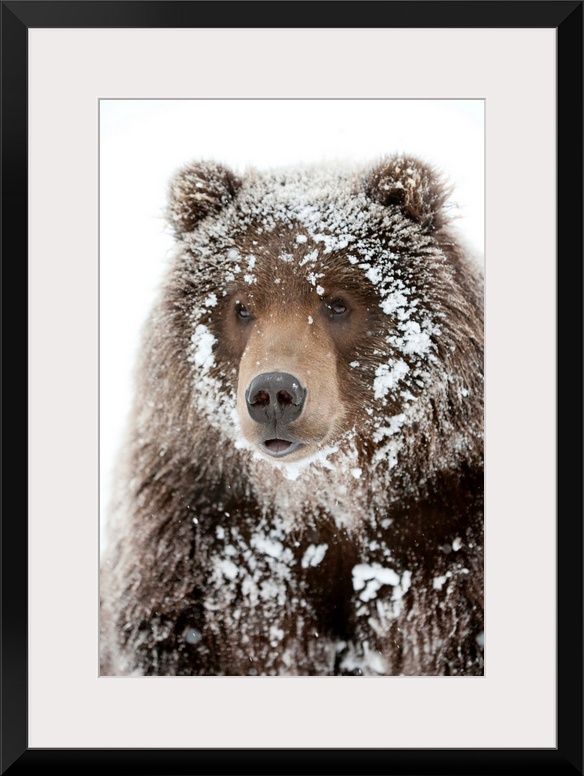Photograph of a large brown bear with his face framed by snow clinging to his shaggy fur. Perfect for a cabin or rustic do...