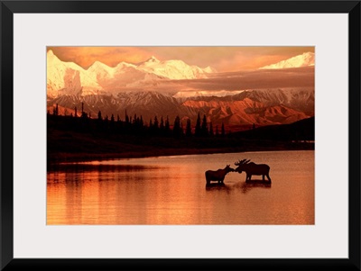 Moose Kissing in Wonder Lake Denali NP Digital Composite