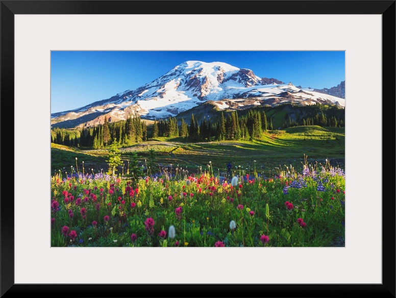 Mount Rainier And Wildflowers In A Meadow, Mount Rainier National Park, Washington