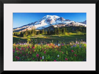 Mount Rainier And Wildflowers In A Meadow, Mount Rainier National Park, Washington