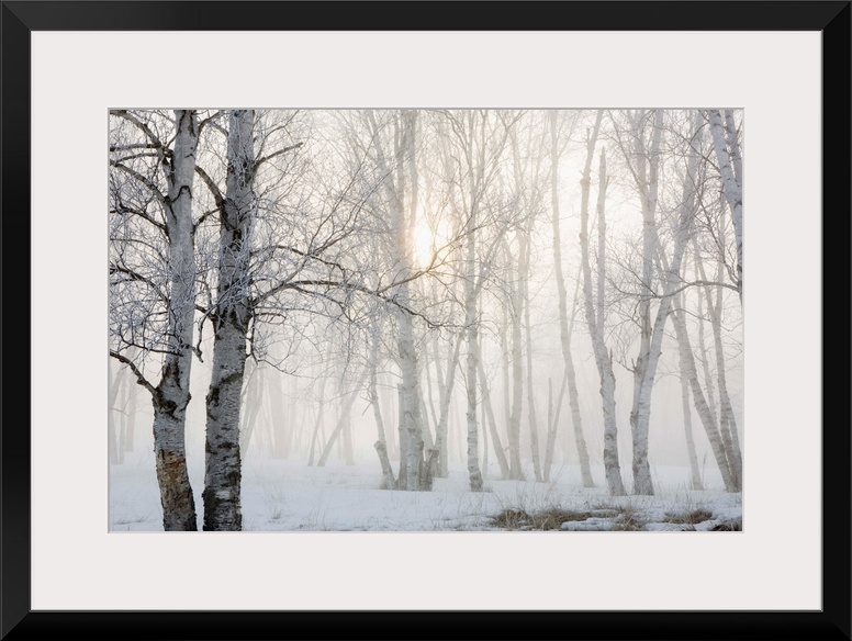 Ontario, Canada, Birch Trees In The Fog