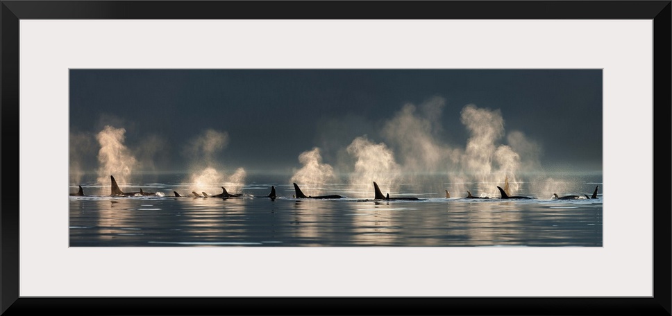 A group of Orca (killer) whales come to the surface on a calm day in Lynn Canal, Alaska, near Juneau.