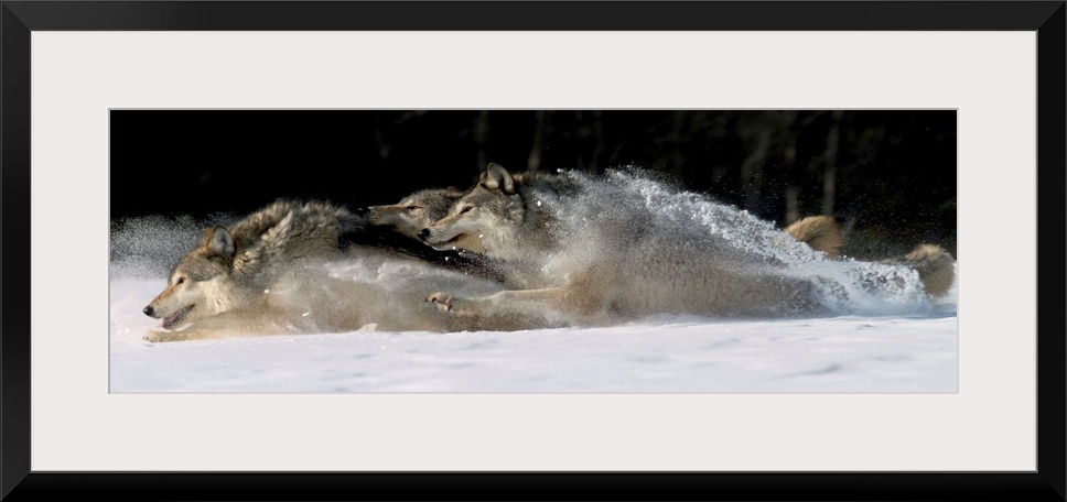 Horizontal photograph on a large canvas of three wolves running through snow, in Alaska.