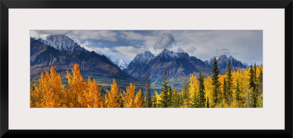 Panoramic View Of The Fall Foliage And Snowcapped Chugach Mountains, Alaska