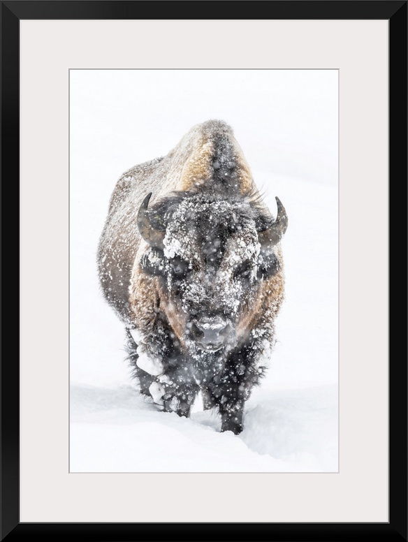 Portrait of a snow-covered Bison (Bison bison) standing in a snowstorm Yellowstone National Park, United States of America