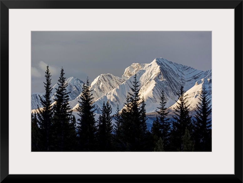 Snow covered mountains with early morning light, silhouetted forest in the foreground; Kananaskis Country, Alberta, Canada