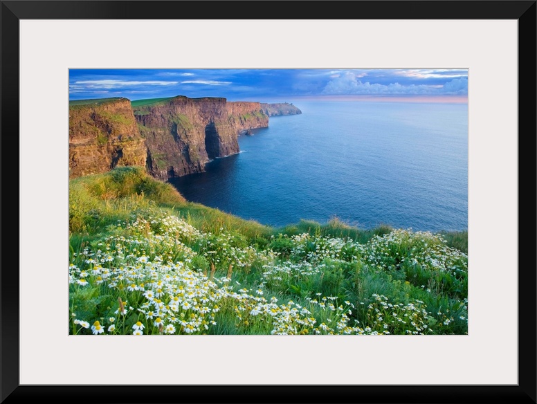 Summer Daisies Growing In Abundance On Cliffs Of Moher, County Clare, Ireland