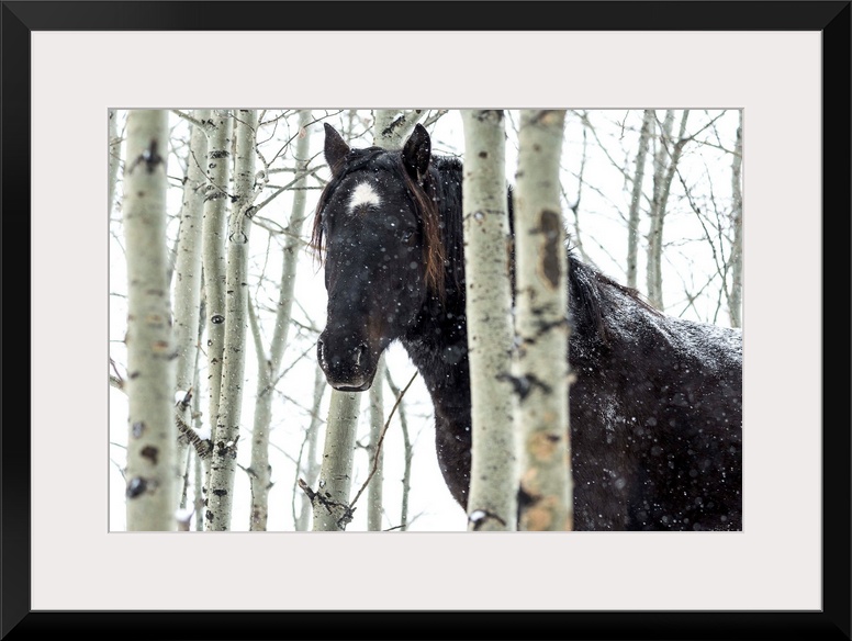 Wild horse in a snowstorm, Turner Valley, Alberta, Canada.