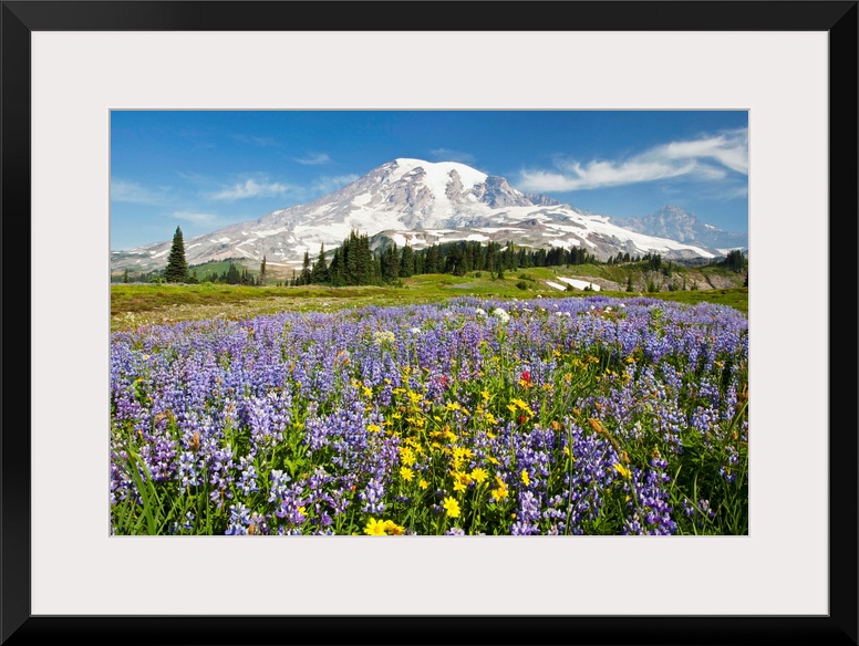 Wildflowers In Paradise Park, Mount Rainier National Park, Washington