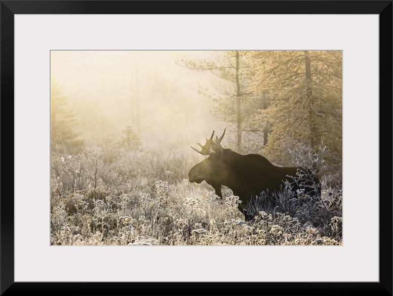 Algonquin Moose