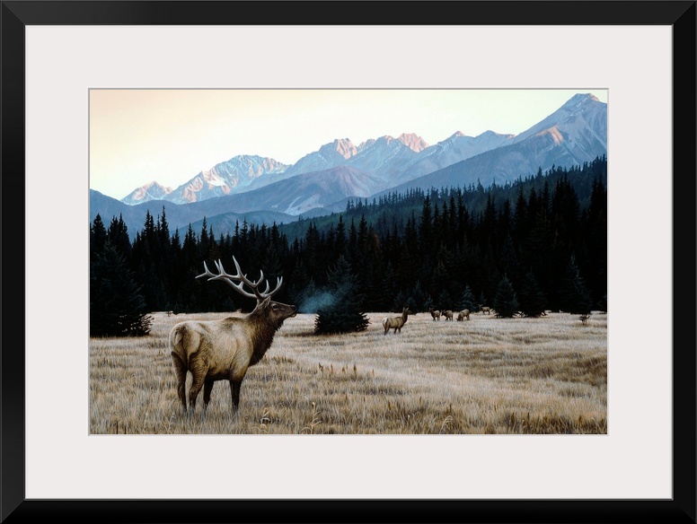 A group of elk in an autumn meadow.