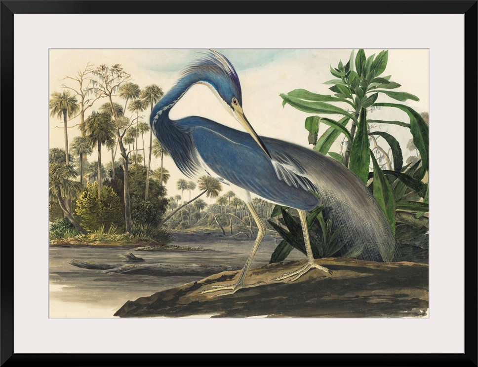 Vintage scientific illustration of a bird.