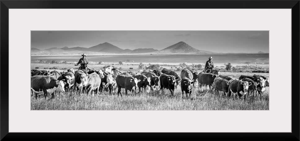 Black and white panoramic photograph of two cowboys herding cattle.