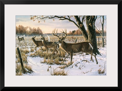 Cautious Crossing - Whitetails