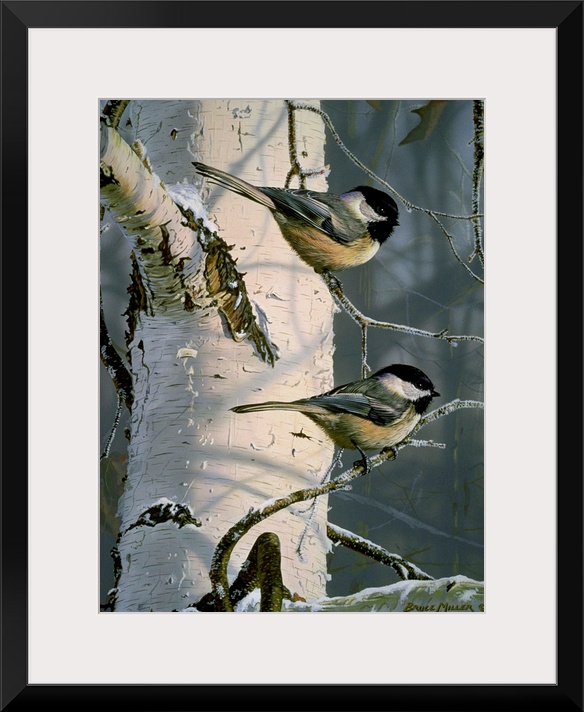 Two chickadees on a white birch tree branch.