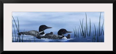 Family of Loons