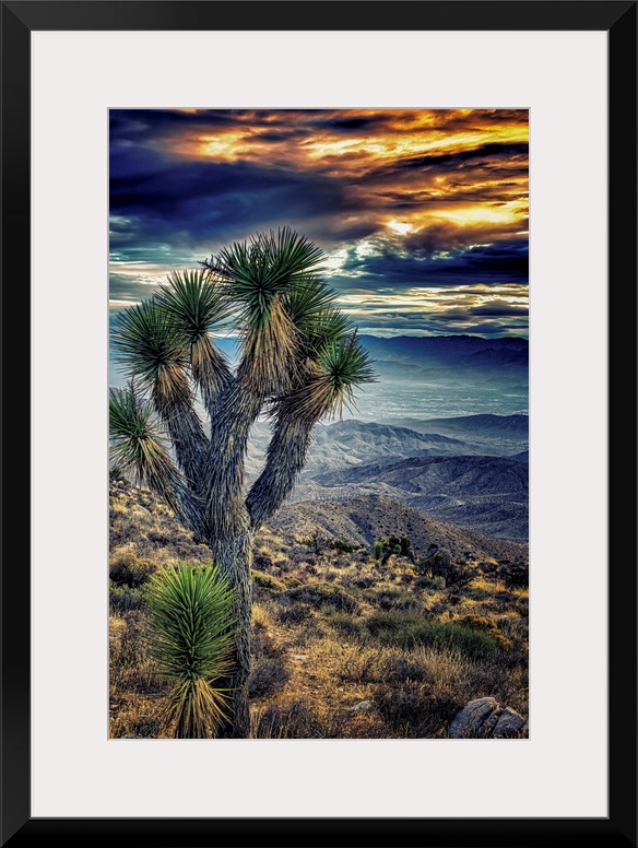 A photograph of a Joshua tree in the Joshua Tree national park.