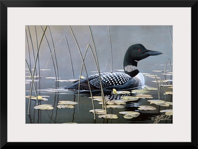 Loon In Reeds