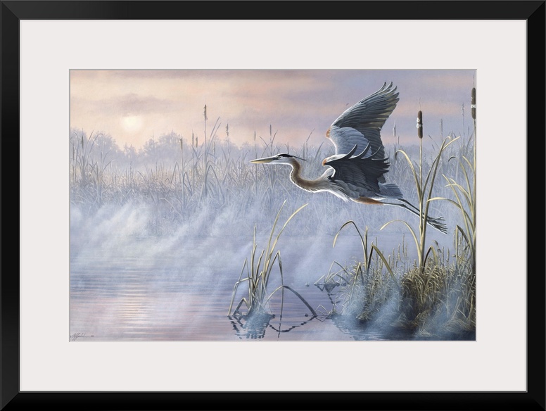 Great Blue Heron flying over a misty marsh at sunrise.