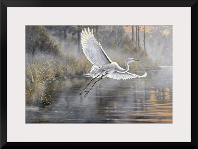 Great white egret flying over a pond at sunrise.