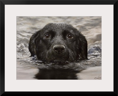 Swimming Labrador