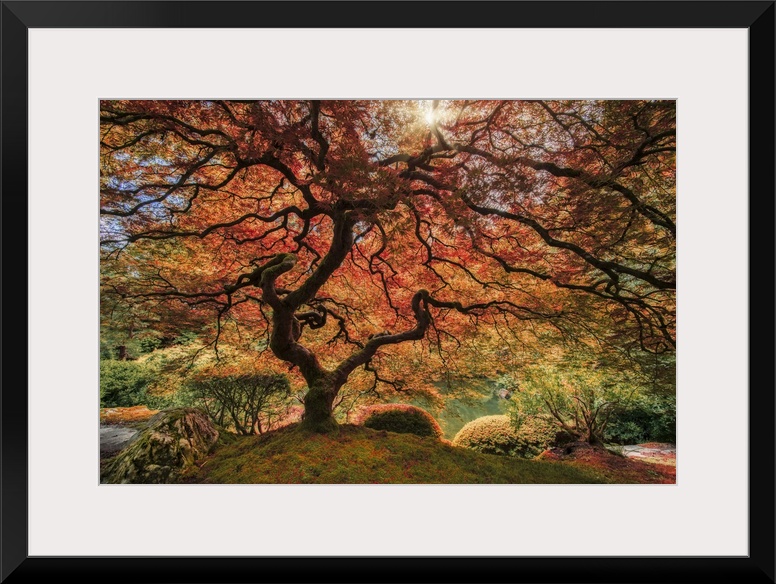 An artistic photograph of an old Japanese maple tree in autumn foliage in a zen garden.