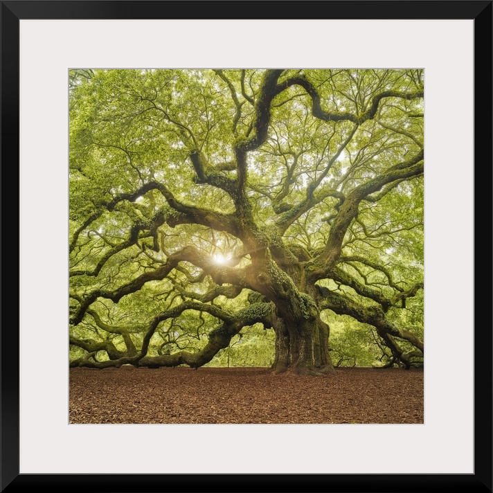 An artistic photograph of a large old gnarled tree with bright green foliage and large limbs.