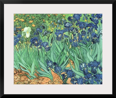 Irises, 1889