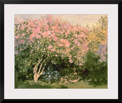 Lilac in the Sun, 1873