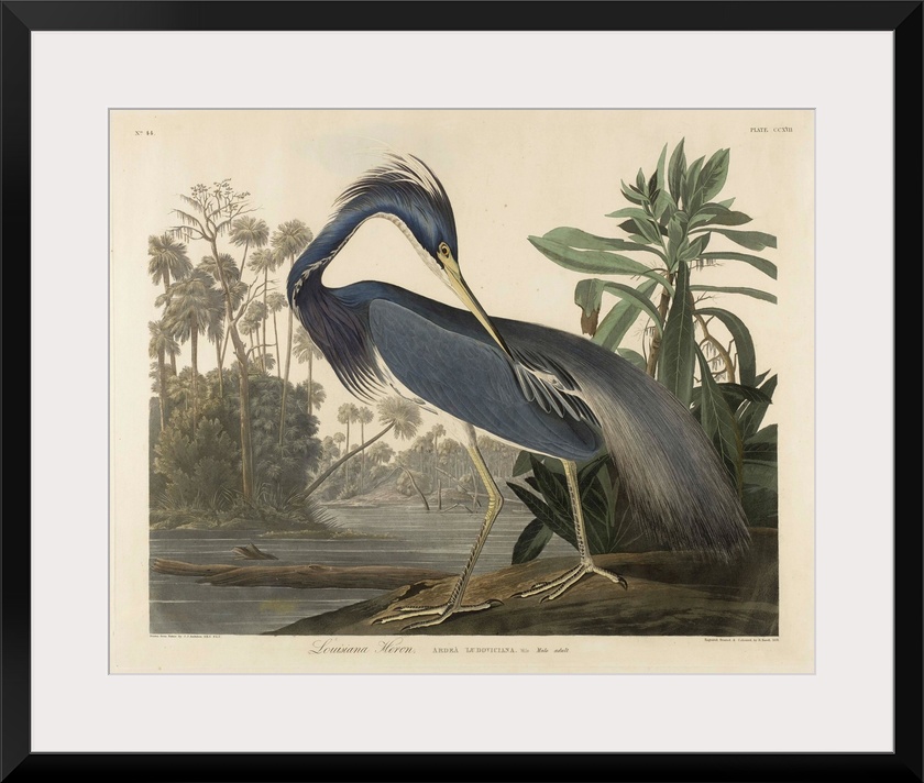 1834; after John James Audubon (1785-1851). Originally a hand-colored aquatint on woven paper.