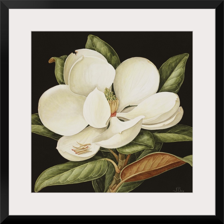 blossom a1, 7/2/05, 1:11 pm,  8C, 3750x4998 (0 2), 62, bent 6 stops,   1/8 s, R108.4, G74.3, B98.5