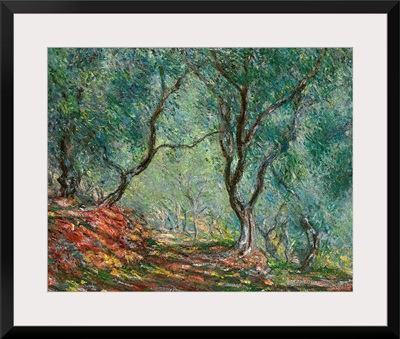 Olive Trees in the Moreno Garden, 1884