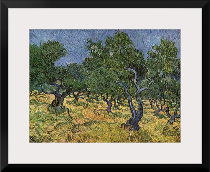 The Olive Grove