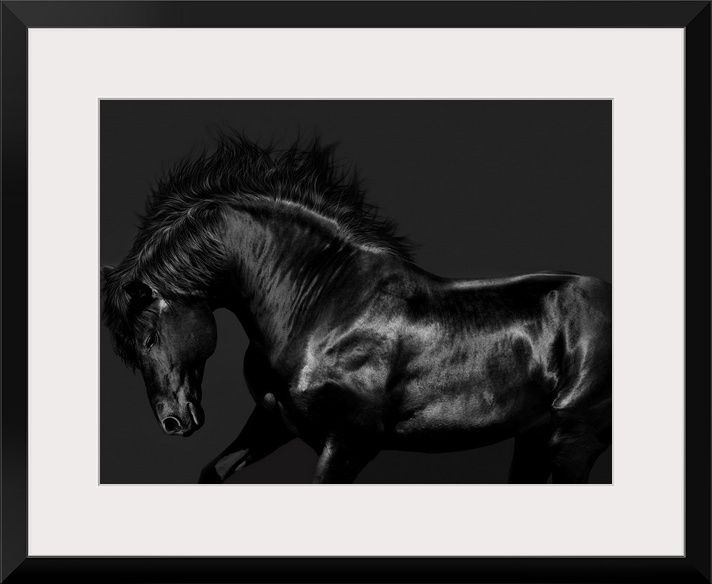 Photograph of a galloping black horse against a black background.
