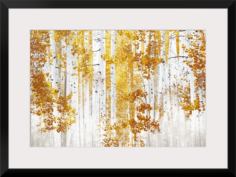 Birch Trees Y