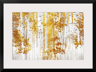 Birch Trees Y