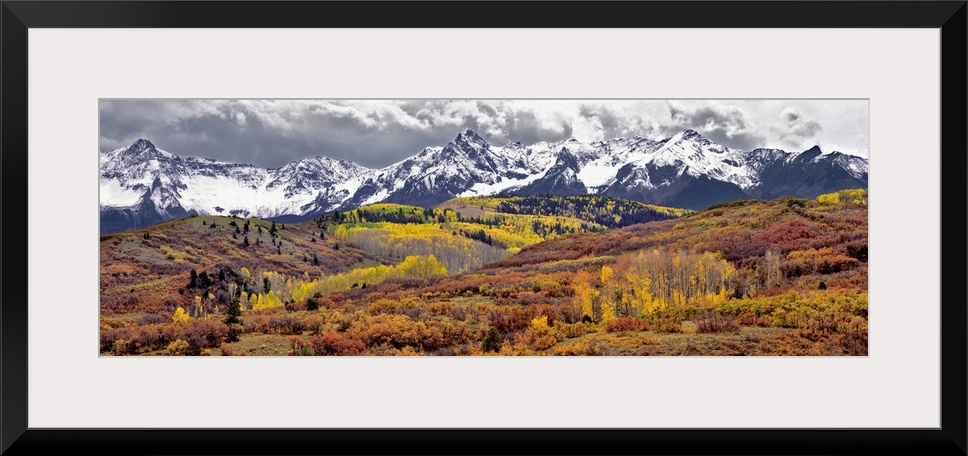 USA, Colorado, San Juan Mountains. Autumn turns aspen leaves orange and gold at Dallas Divide in the San Juan Mountains in...