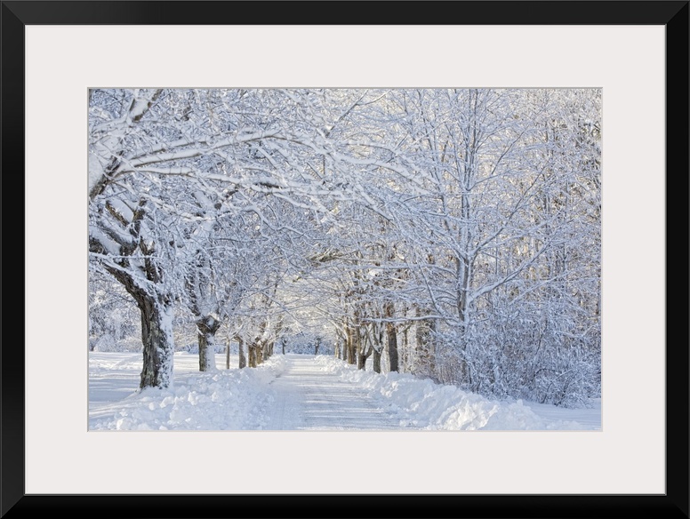 USA, Maine, Harpswell. Heavy snowfall on Bear Paw Road.