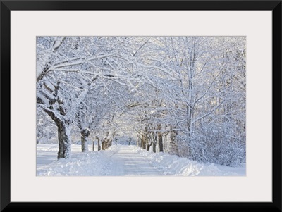 Maine, Harpswell. Heavy snowfall on Bear Paw Road