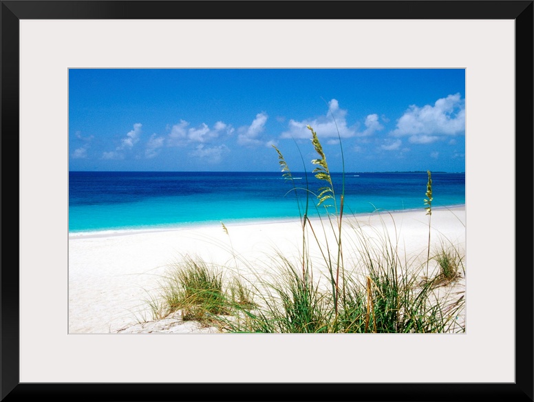 Sea oats, pink sand beach, Eleuthera Island, Bahamas.