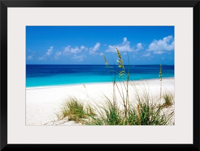 Sea oats, pink sand beach, Eleuthera Island, Bahamas