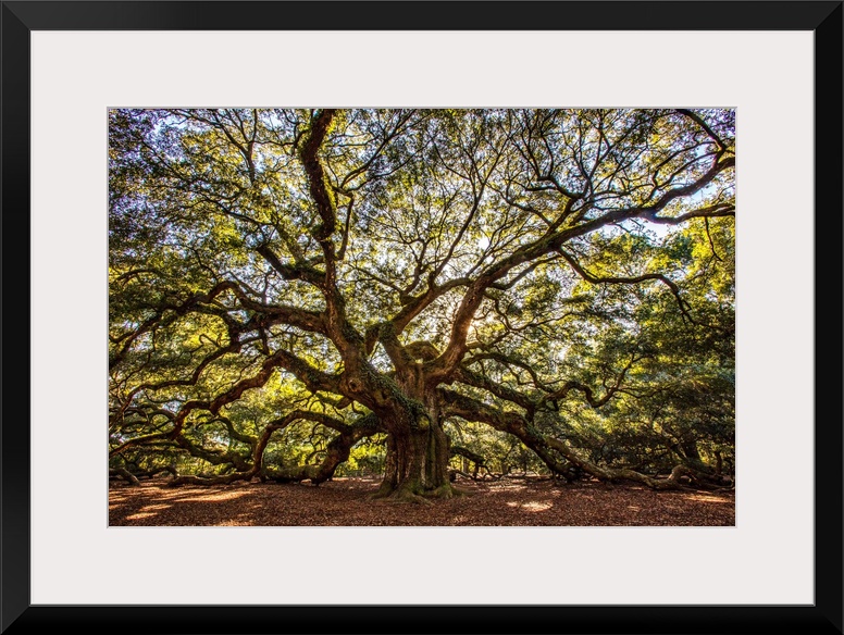 USA, South Carolina, Charleston, Angel Oak