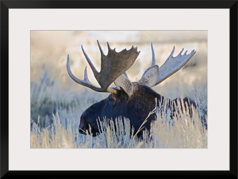 Wyoming, Grand Teton National Park, Bull Moose, (Alces alces).