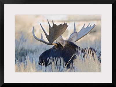 Wyoming, Grand Teton National Park, Bull Moose, (Alces alces)