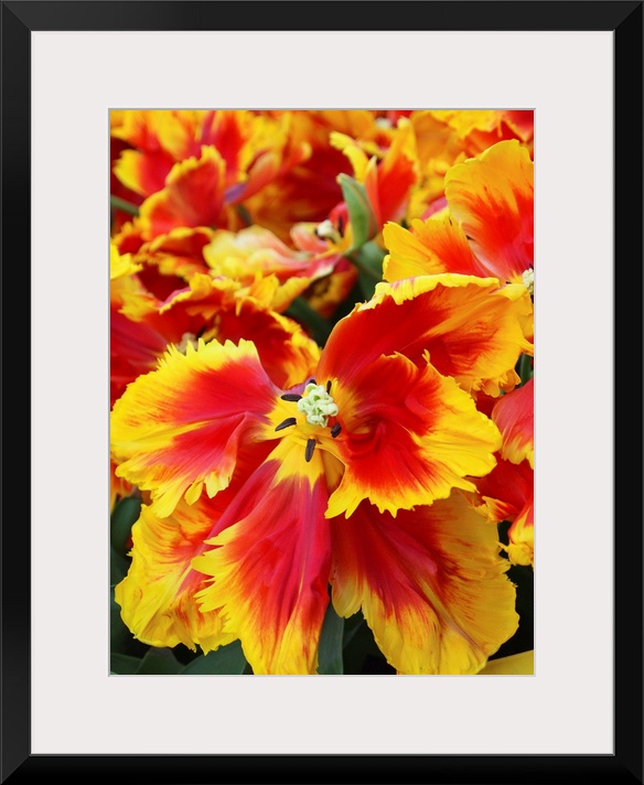 Yellow and red parrot tulips.