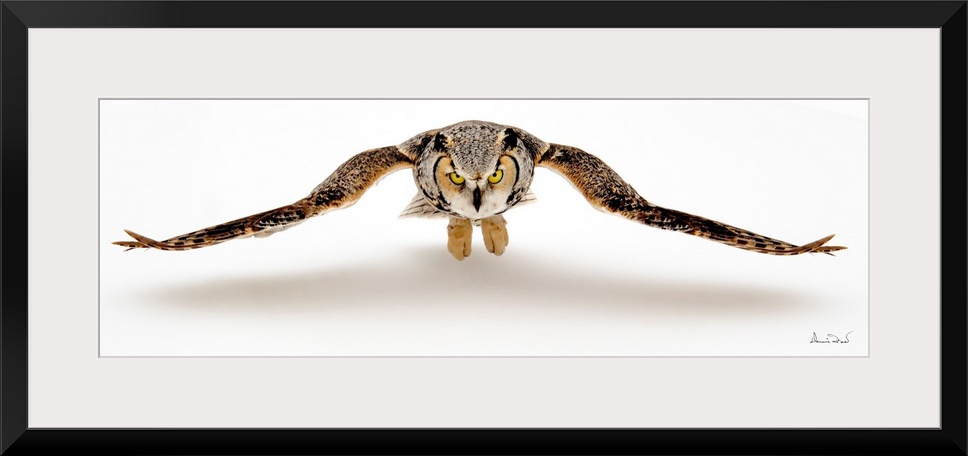 Adult Great Horned Owl (Bubo virginianus) in flight with shadow on snow, Southern Manitoba, Canada.