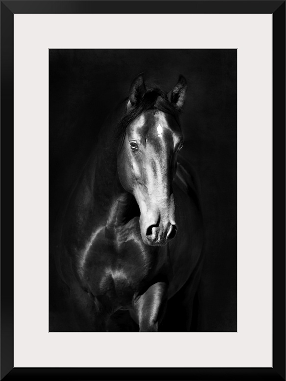 Black kladruby horse portrait on a dark background.