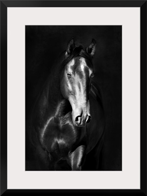 Black Kladruby Horse Portrait In The Darkness