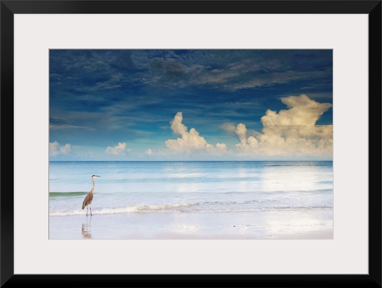 Florida, Saint Petersburg, Saint Petersburg Beach, Great Blue Heron